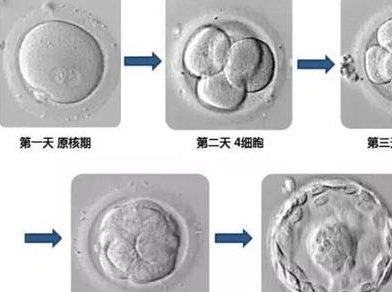 岳阳市第一医院试管婴儿卵子费用分析，一次助孕最低5w+